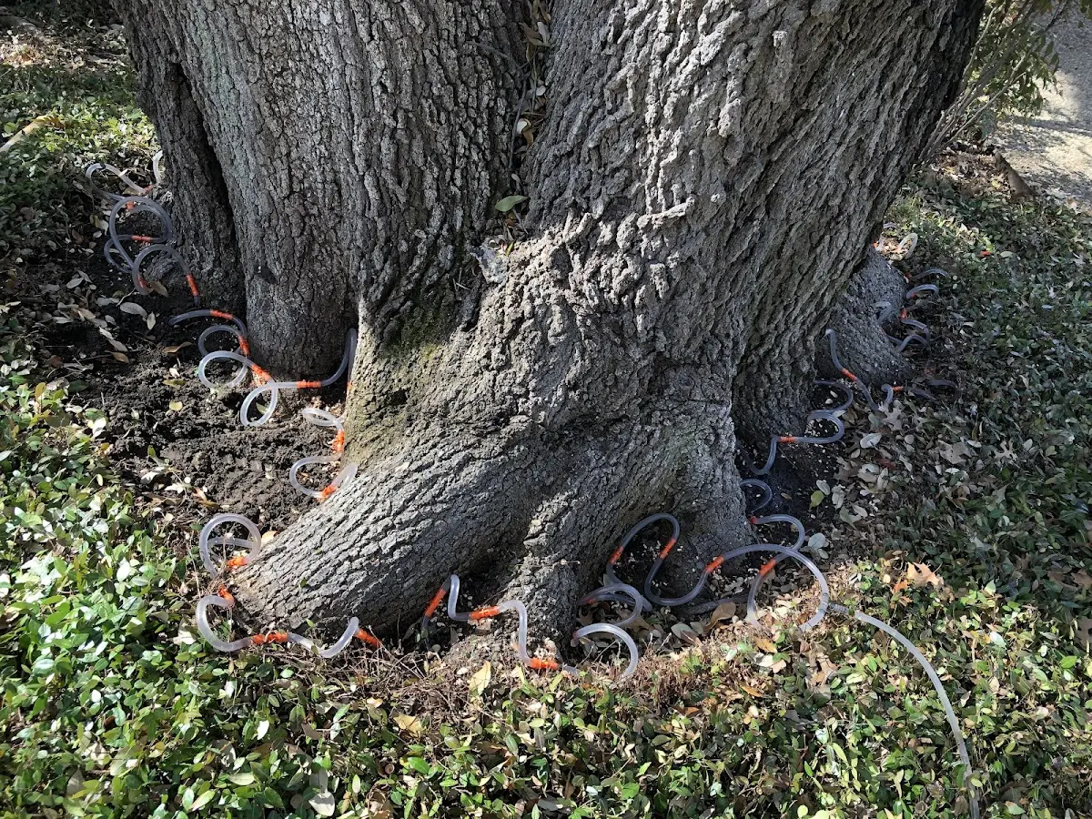 Detailed Tree Cabling and Bracing job site in Gann Valley