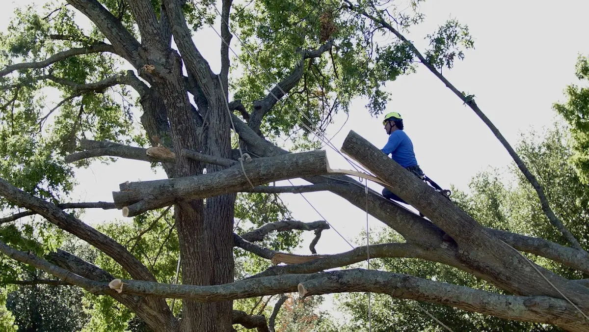 Professional Crown Thinning performed by certified arborists in Gann Valley