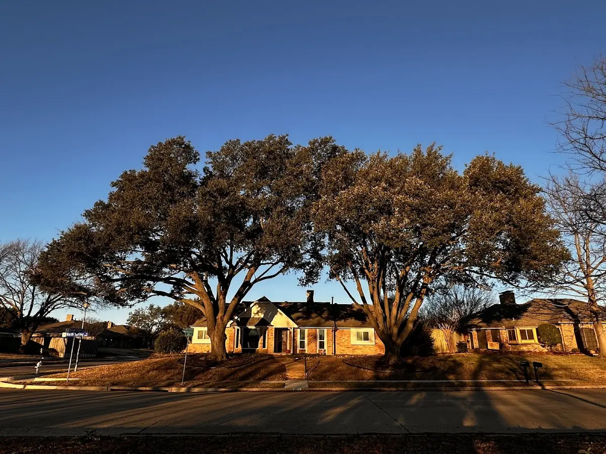 Established residential canopy tree shading a home in Gann Valley